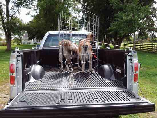 Robert's French Alpine goats are ready for their short road trip.